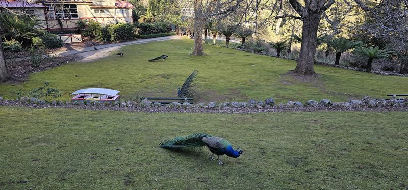 A gorge at the end of the street β A peacock in full colour crossing the Cliff Grounds lawn, with more peafowl and