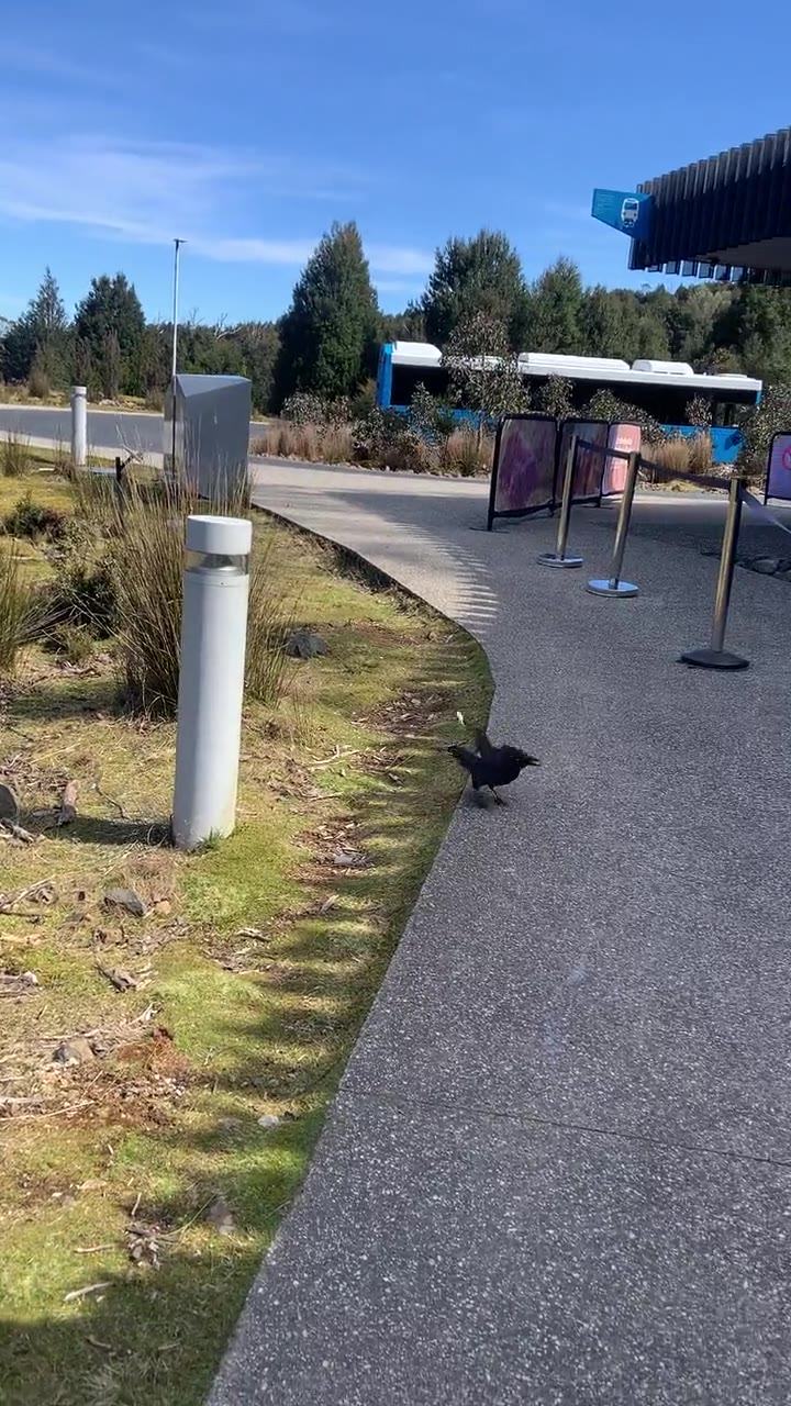 Weindorfer's mountain — A black currawong walking on the path towards the Cradle Mountain shuttle stop,  (poster)