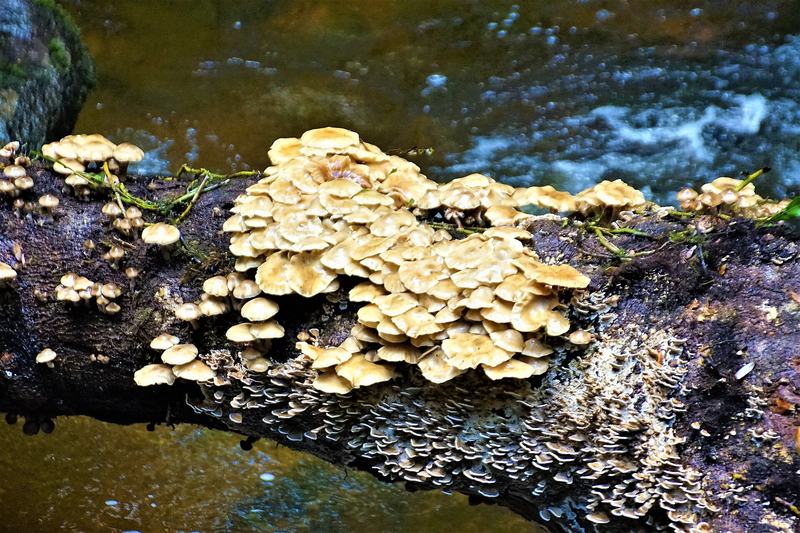 Tin, tree ferns and the Chinese of Weldborough — Pale fungi crowded along a mossy fallen log above fast-running water