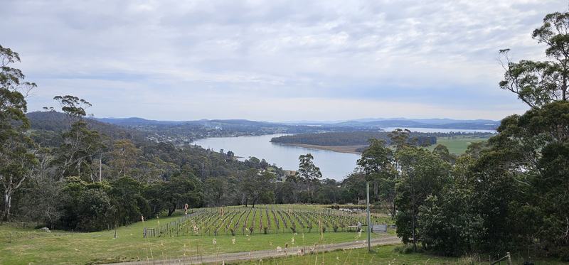 Up the Tamar — The Tamar seen from the hills: rows of young vines in the foreground, then bush,