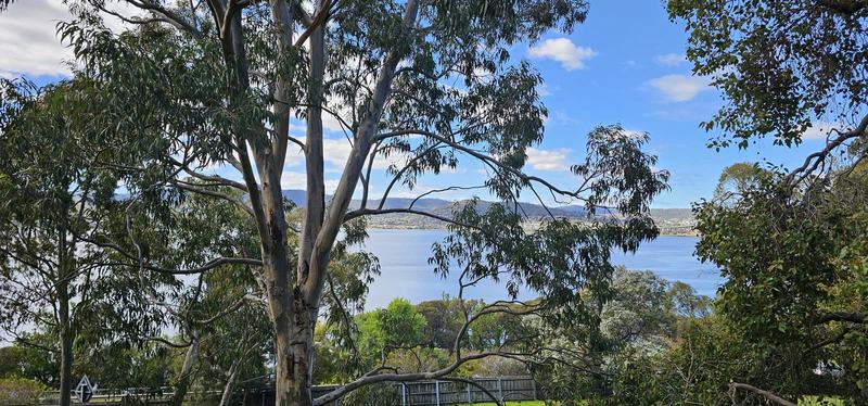 The city that faces south — The Derwent seen between tall eucalypts above a grassy slope, low hills on the f