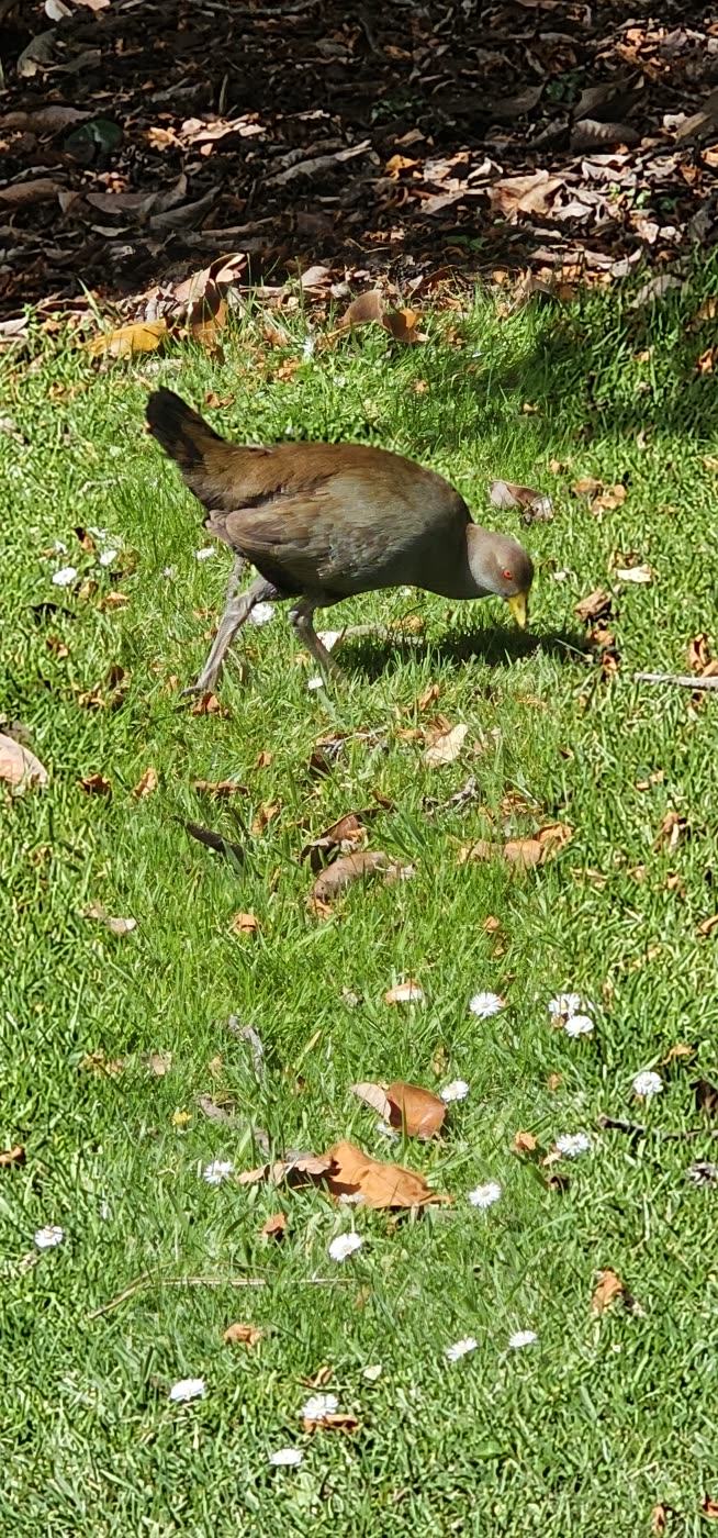 The city that faces south — A Tasmanian native-hen on the grass: brown back, grey face, red eye, yellow-gree
