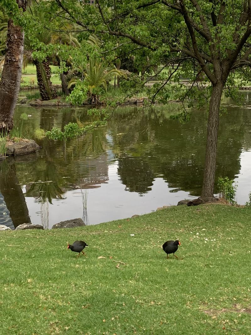 What the gold paid for — Two dark waterbirds with red bills walking on a lawn beside a pond, palms and a